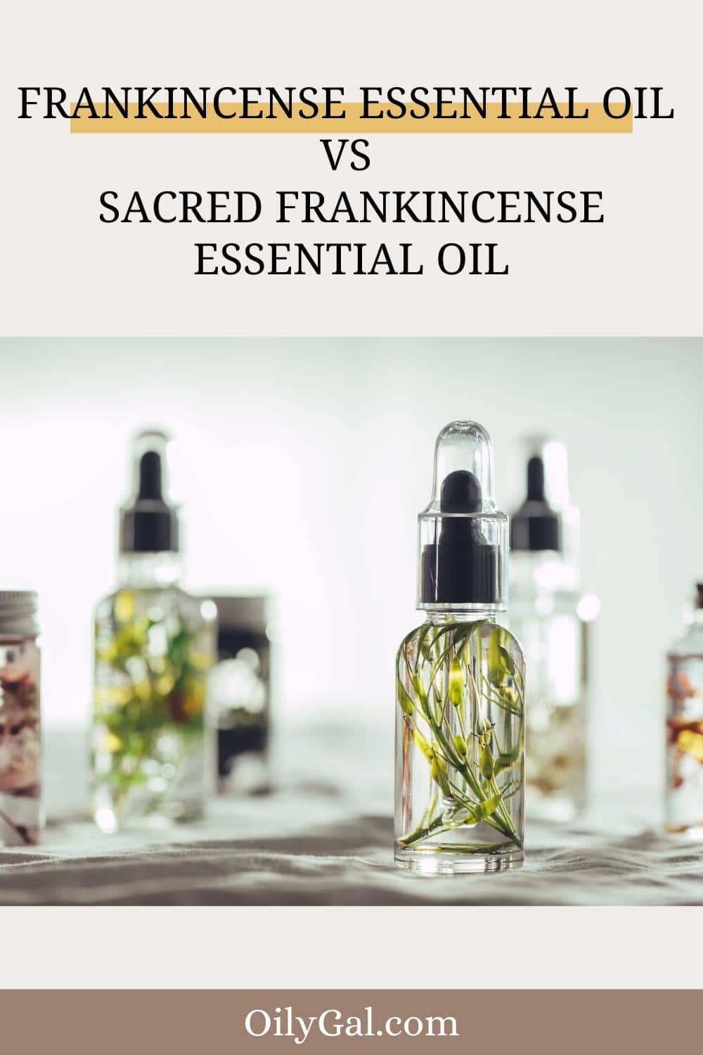 Is Sacred Frankincense the Same as Frankincense? Frankincense Essential oil vs Sacred Frankincense essential oil