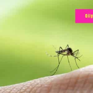 What Essential Oil is Good for Mosquito Bites