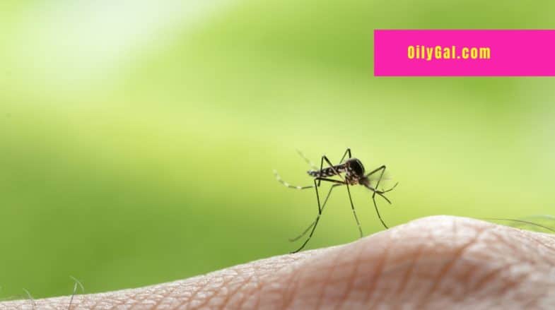 What Essential Oil is Good for Mosquito Bites