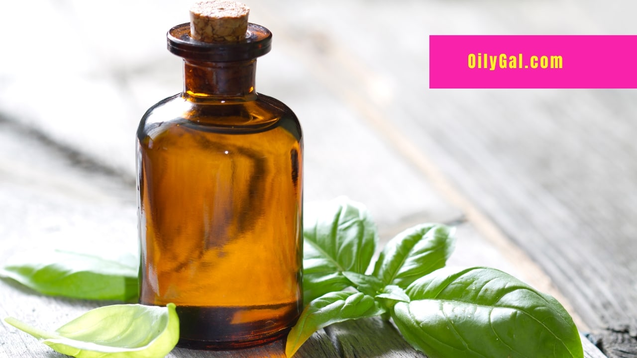 Basil Essential Oil Emotional Benefits Oily Gal